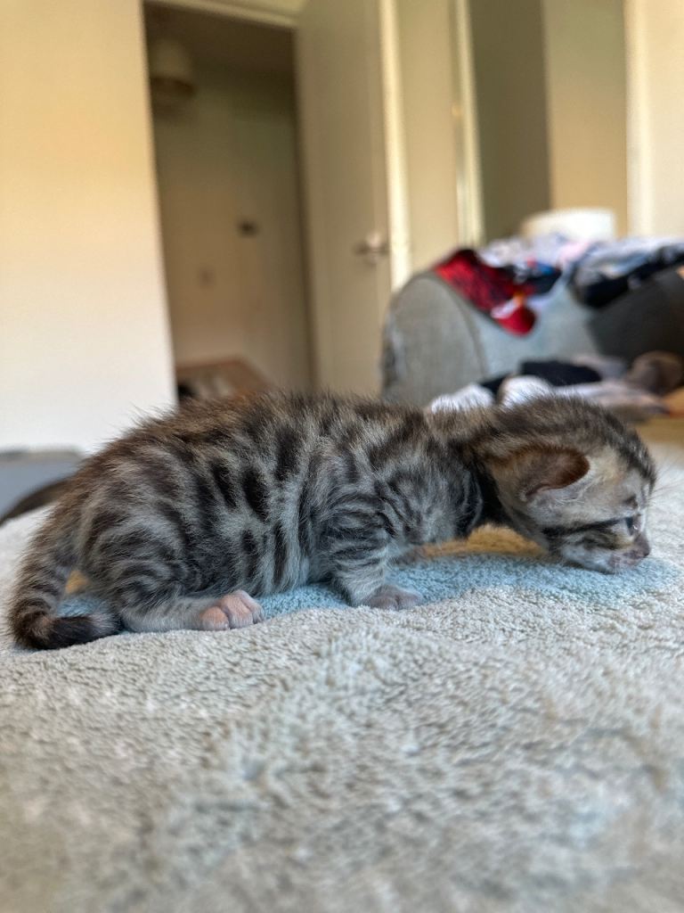 Bengal kittens available - 3 girls 1 boy