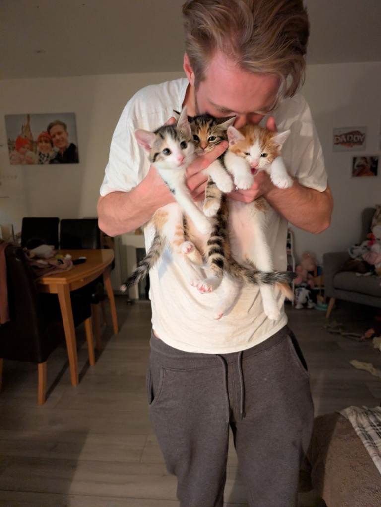 Tabby & Mixed kittens for sale