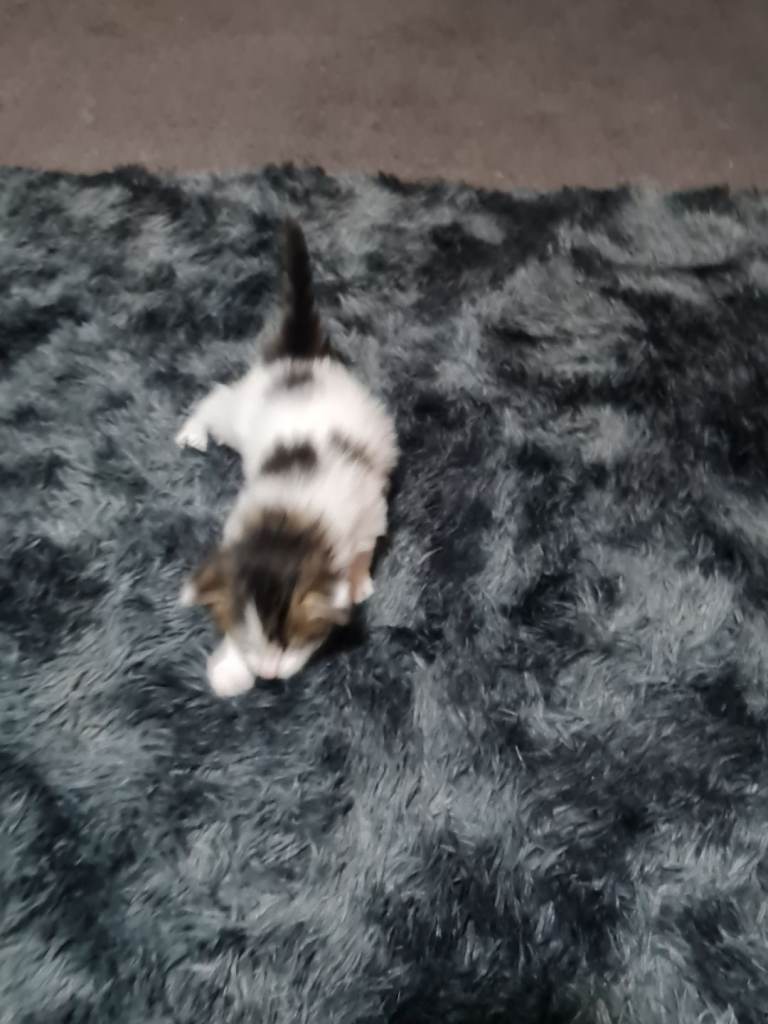 Bengal cross kittens 1 girl tortoise outher 2 boys