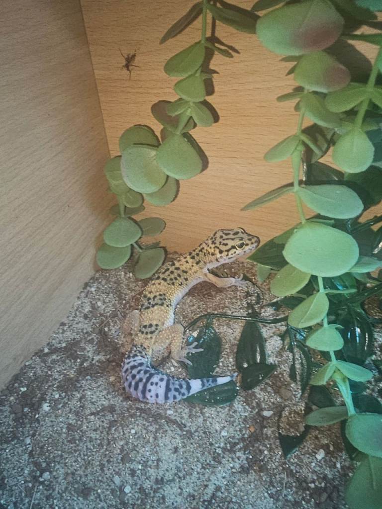 Lepord gecko plus full vivarium 