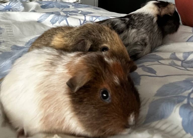 Baby Guinea pig sows 