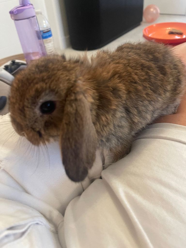 Baby mini lop rabbit