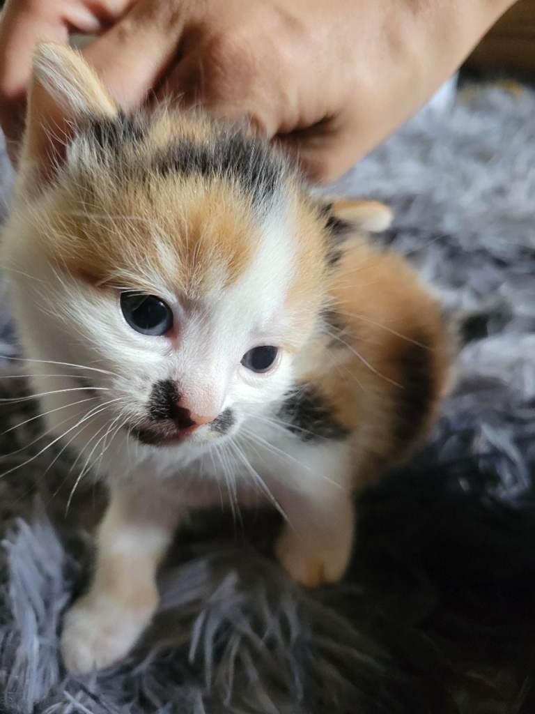 Adorable kittens for sale 