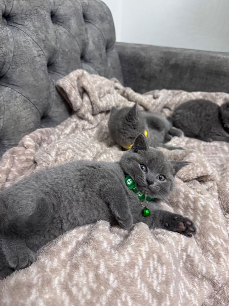 5 british short hairs kitten for sale 