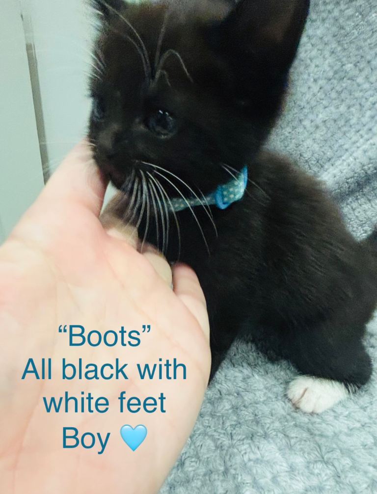 3 gorgeous tuxedo kits ready for rehoming Sat 3rd October 