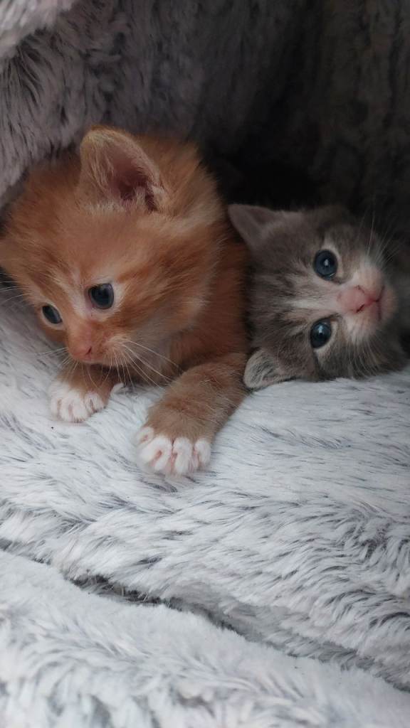 Kittens for sale
