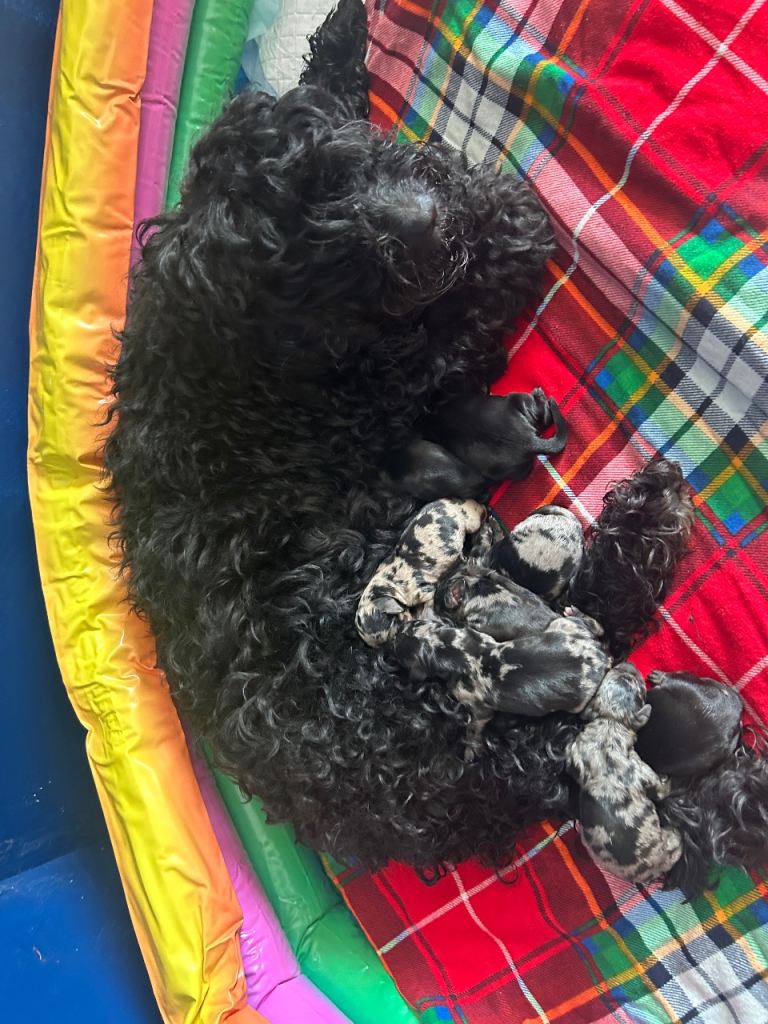 Dachshund x Sproodle