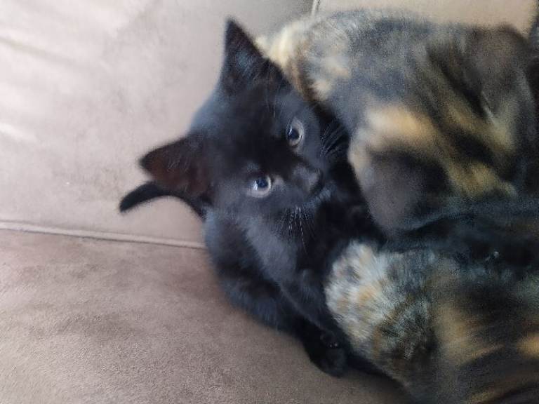 Kittens, black.