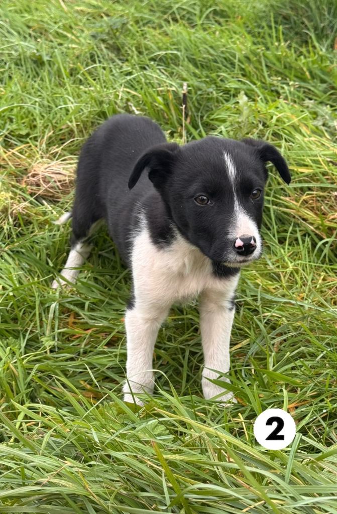 Border collie pups for sale 