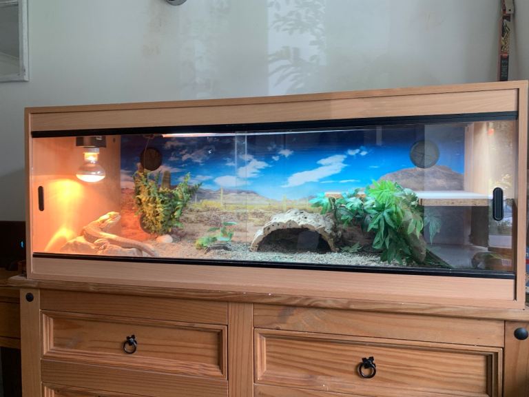 Reptile bearded dragon full set up 