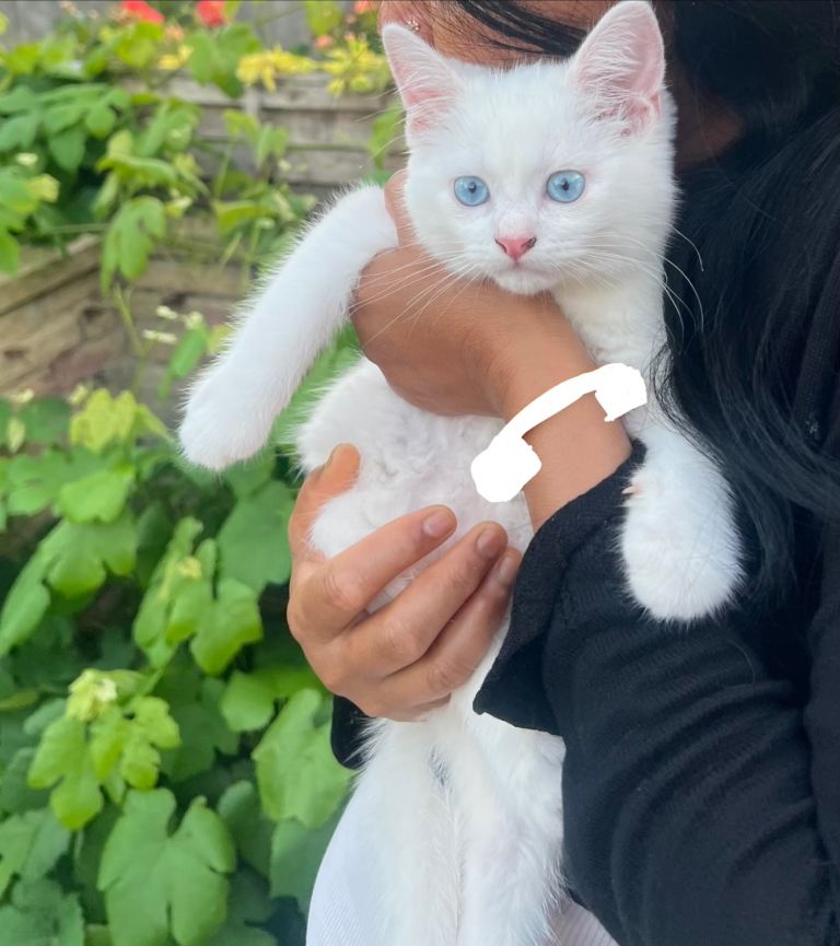 British Shorthair Kitten 