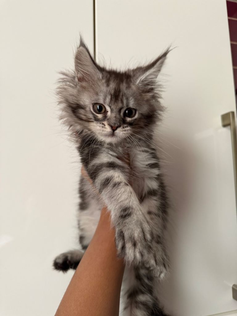 Maine Coone Kittens 