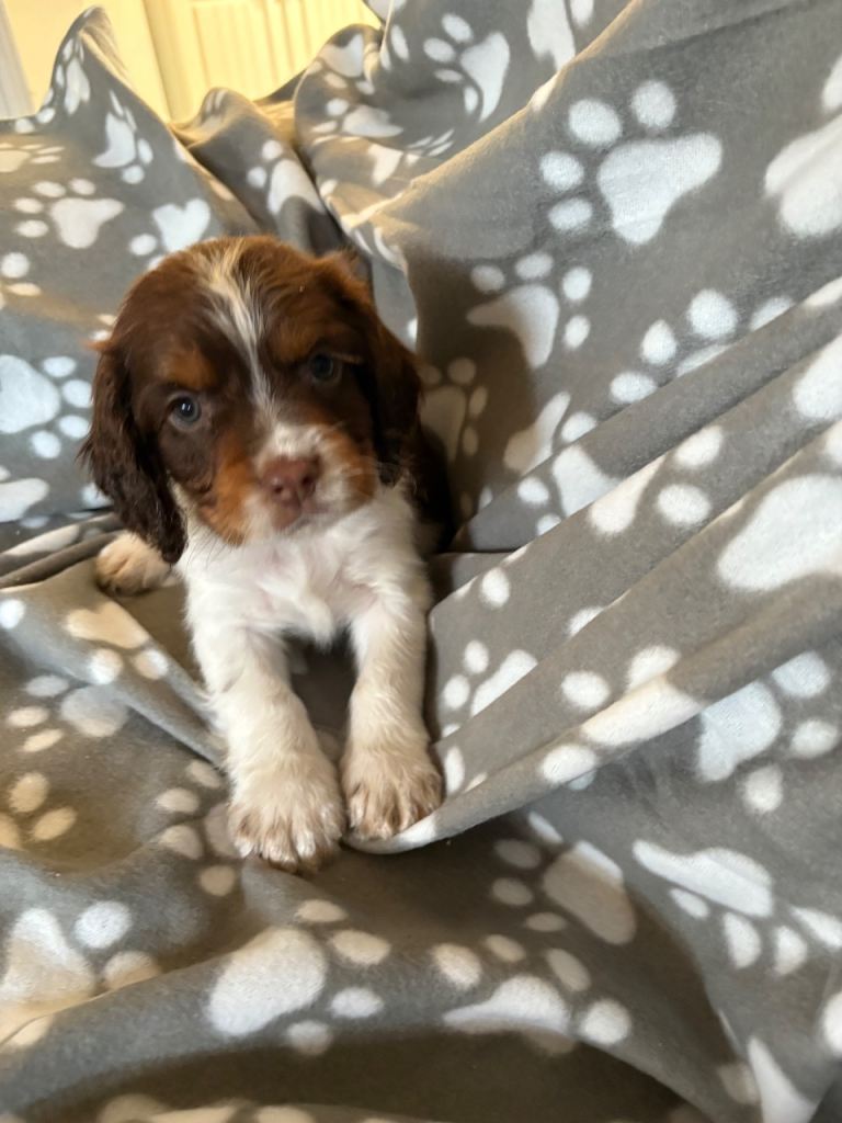 Cocker spaniels 