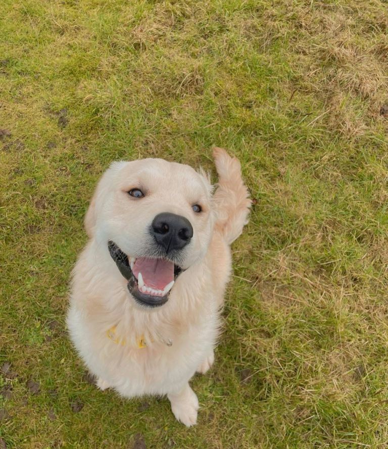 Beautiful Golden retriever 