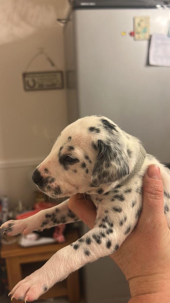 Dalmation puppy boys