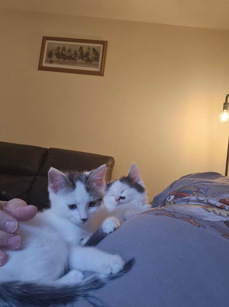 2 Boy Kittens 3 Monrhs Old
