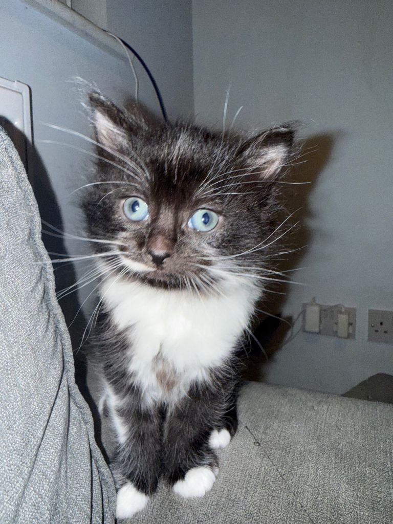 1 boy and 1 girl kitten for sale