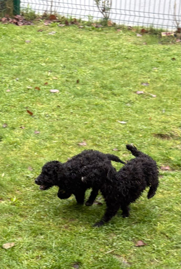 image for Cockapoo pups 