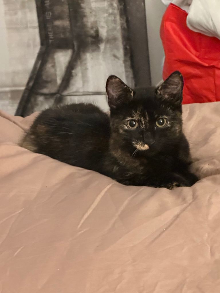 Kittens 
