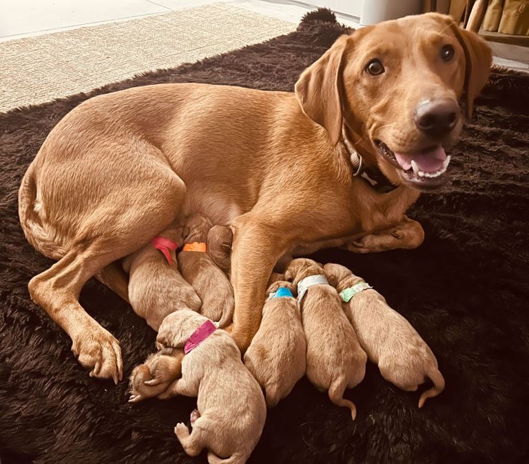 Fox Red Lab Puppy
