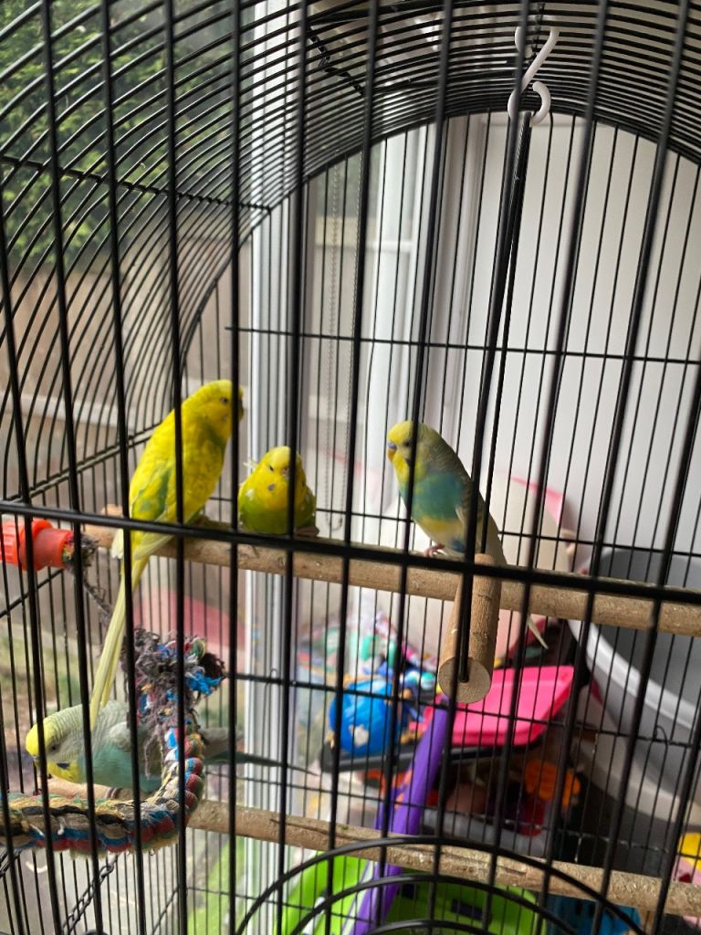 Beautiful budgies for a sale 