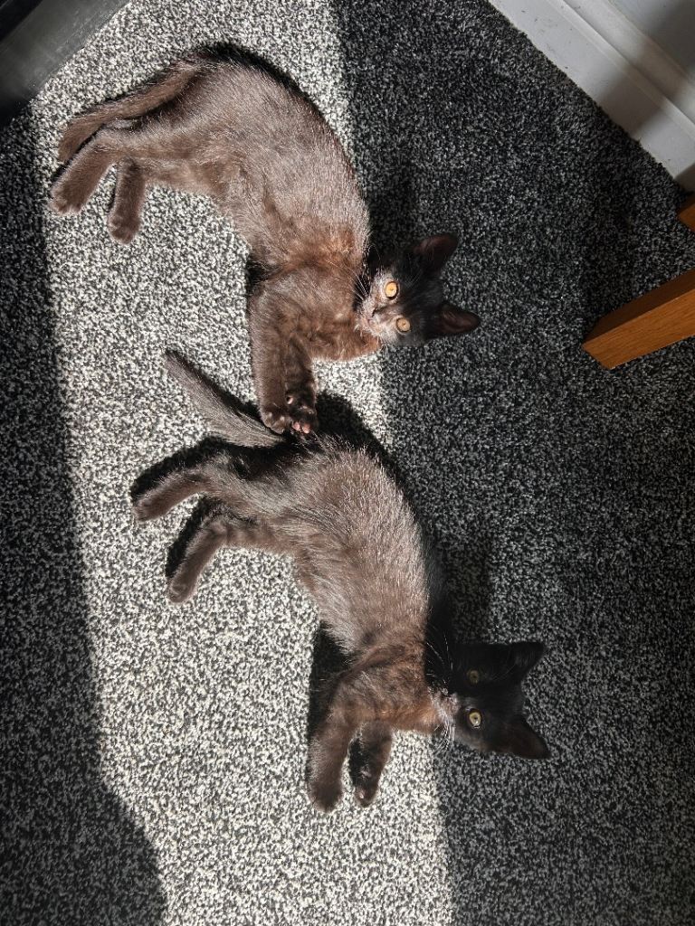 Kittens for sale