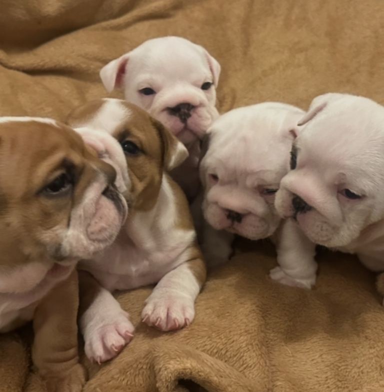 Beautiful Bulldog Puppys