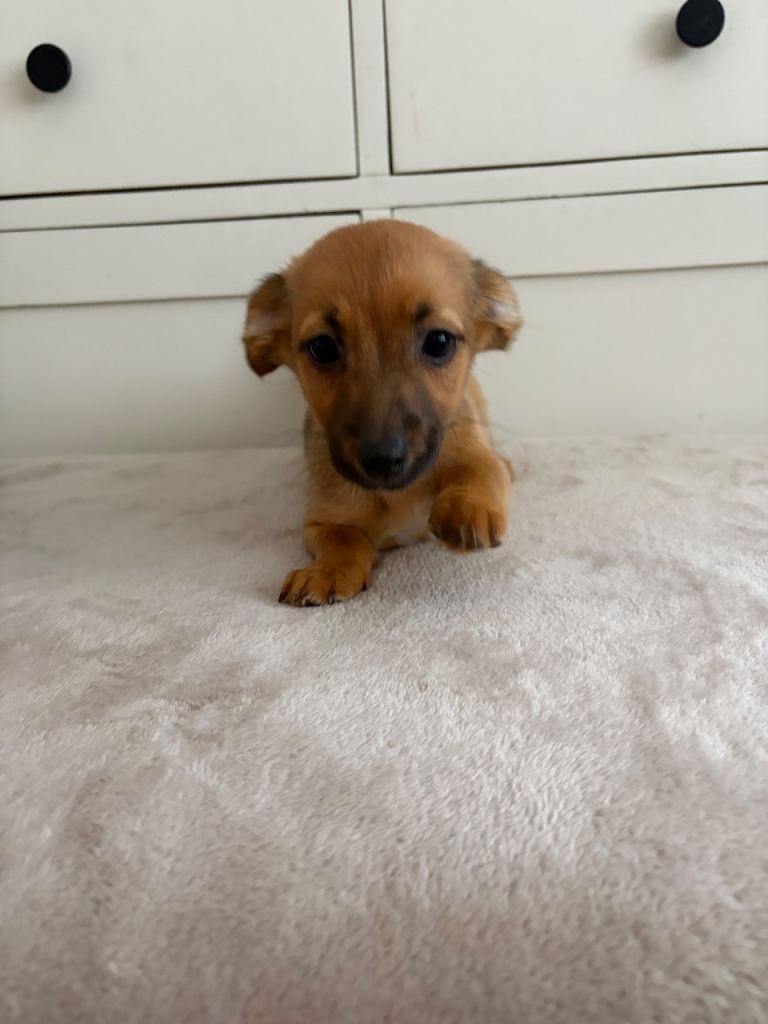 Jack Russell puppies 