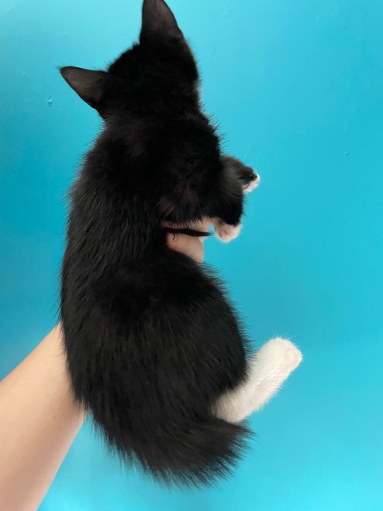 5 kittens boys and girls 