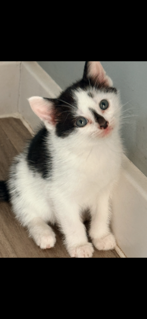 Kittens 8 weeks ready to go 
