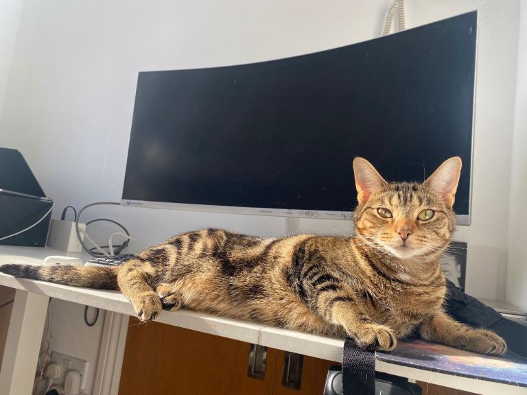 Beautiful 3-Year-Old Female Bengal Looking for Her Forever Home