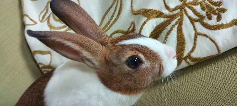 🐇Cottontail🐇Baby Dutch Rabbit