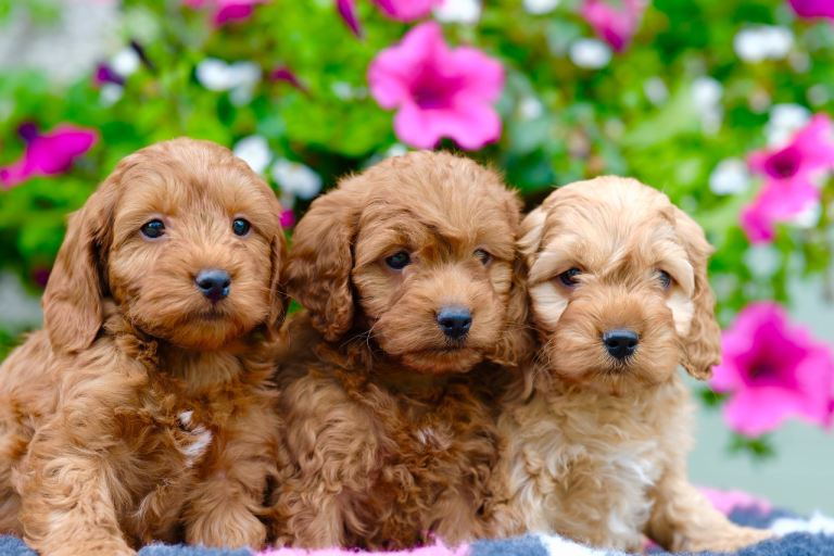 Quality Cockapoo Puppies 