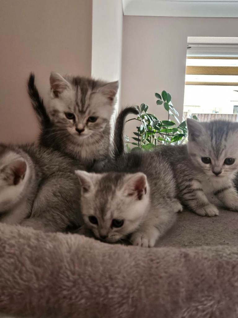 British shothair tabby kittens 