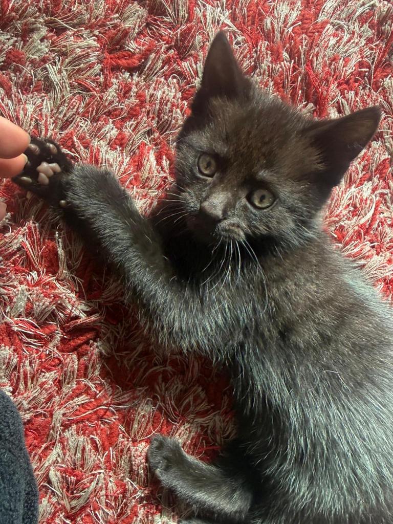 Adorable Black Kitten – Playful, Loving & Full of Personality 🖤