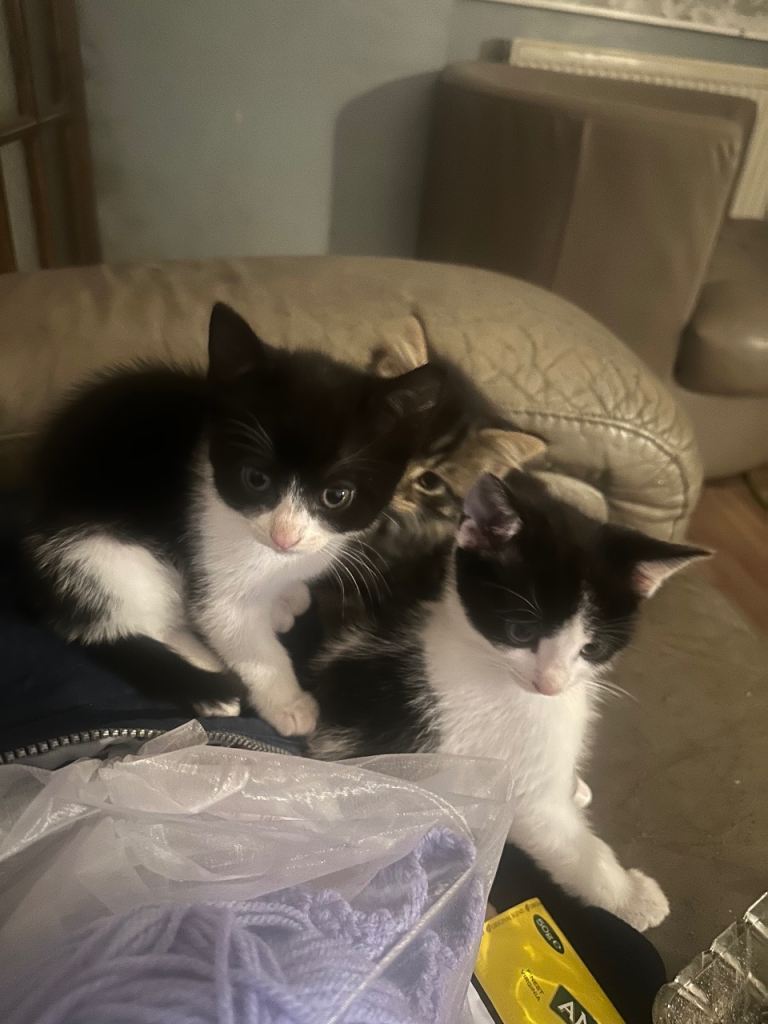 1 girl kitten left