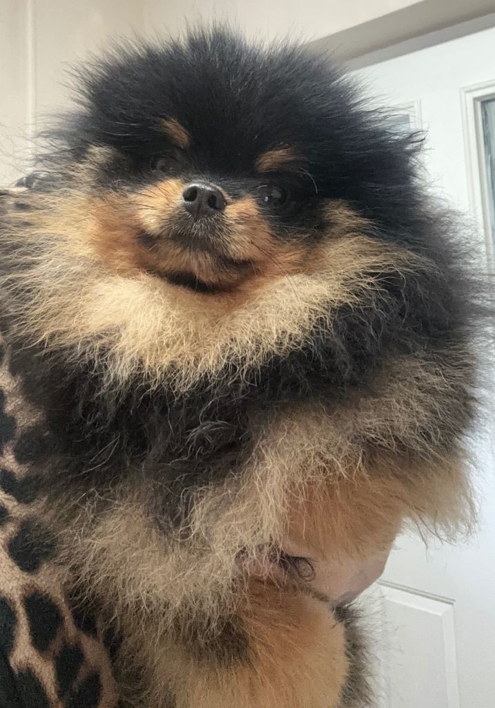 Pomaranian baby boy KC 