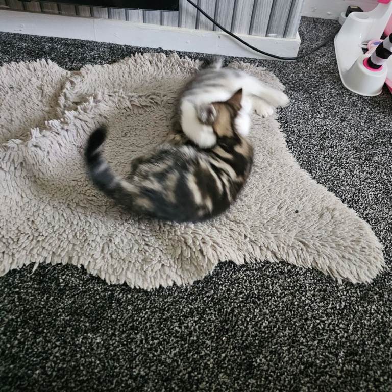 4 stunning kittens for sale