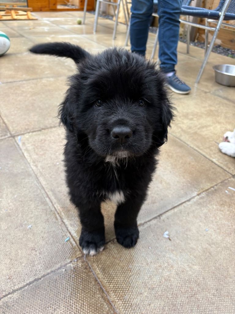 Newfoundland puppies pet homes only 