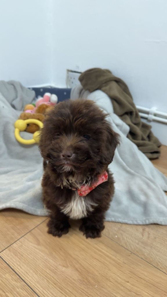 Chocolate Cockapoo Female 