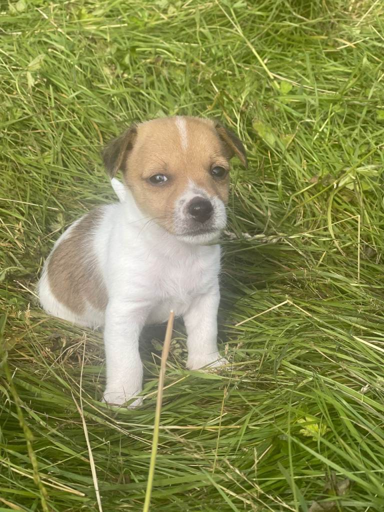 Jack russell cross yorkshire 