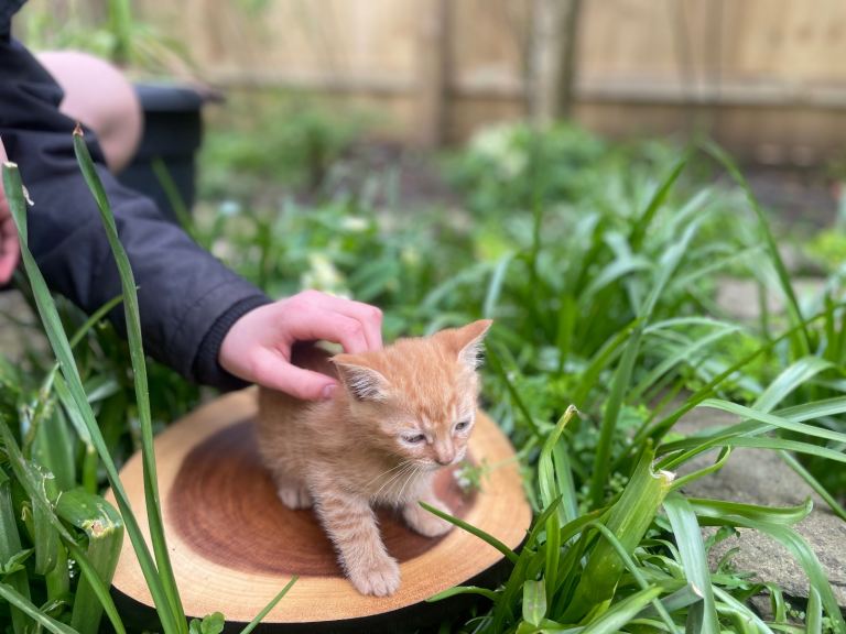 Special home wanted for Kitten 