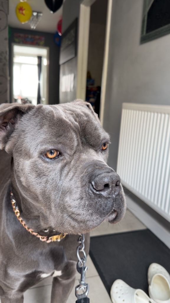 Tyson – Friendly Cane Corso Looking for an Experienced Forever Home