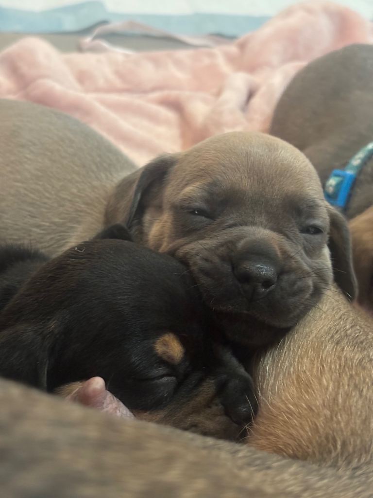 7 Miniature frenchie X miniature dachshund 