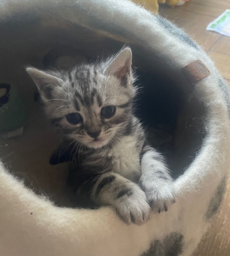 Beautiful bengal kittens for sale