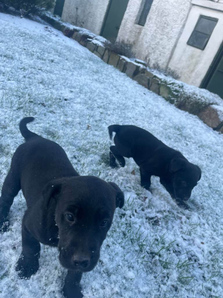 Labrabor pups