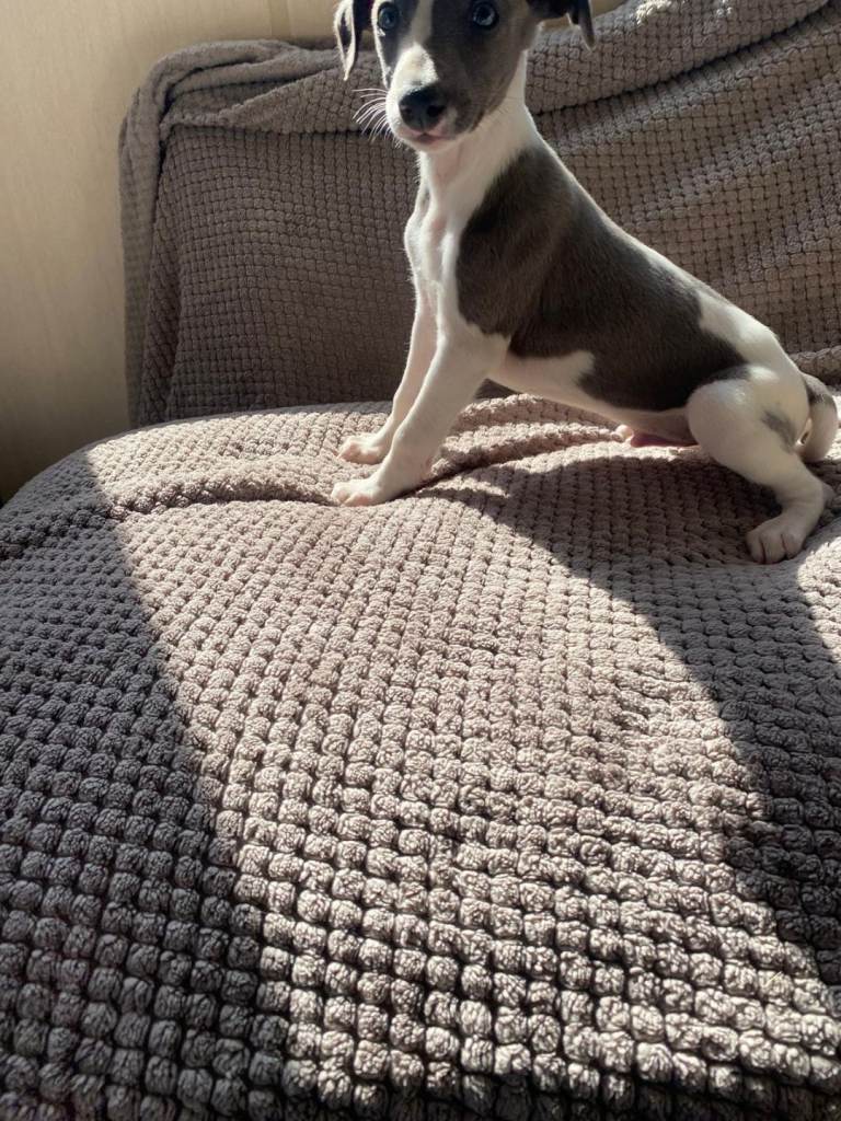 Exceptional whippet puppies best of the best 
