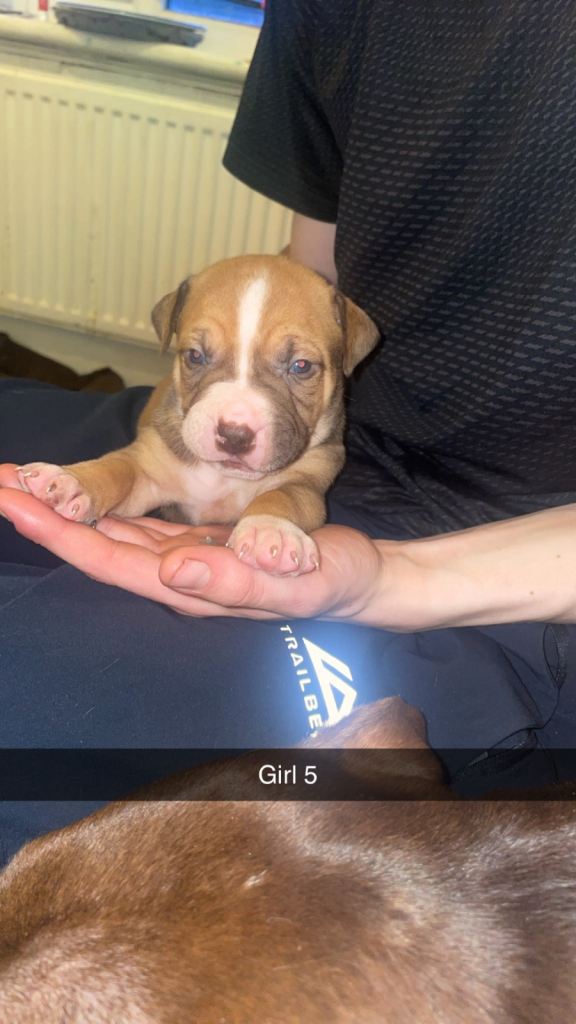 American bully x American bulldog