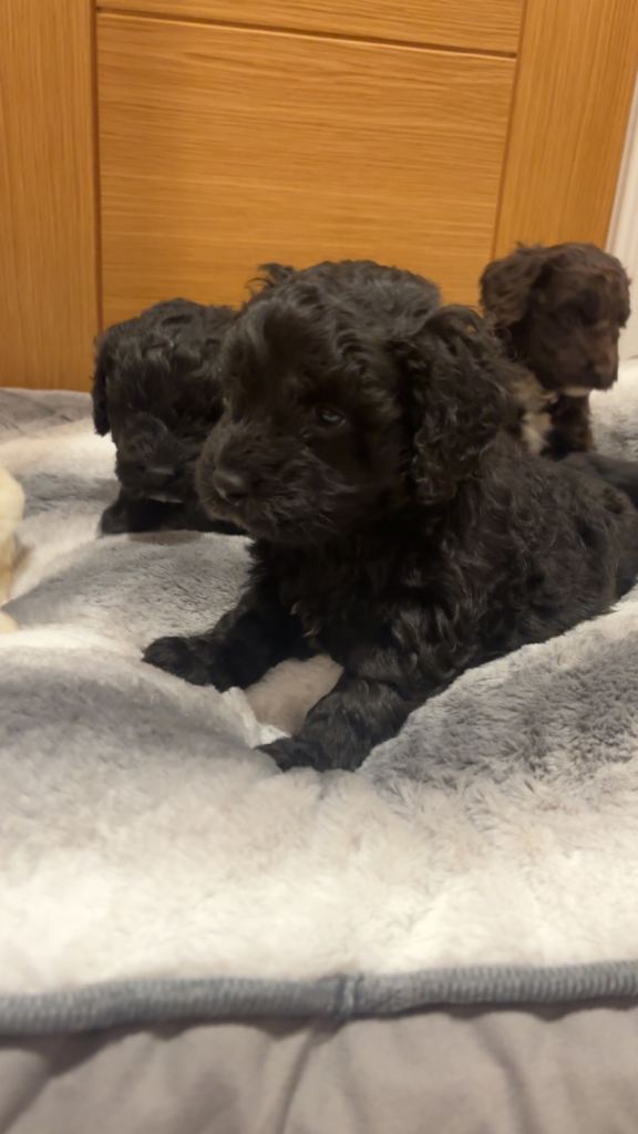 Cockapoo puppies 