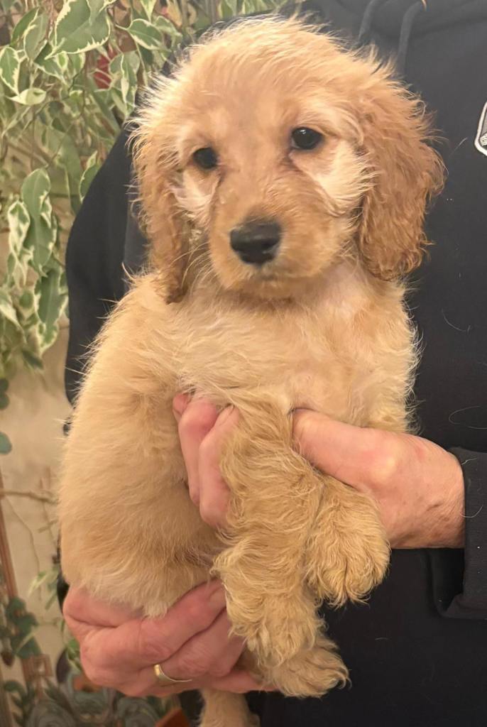Cockaopoo Puppies